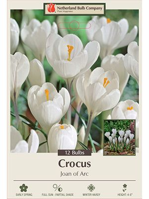 Crocus Joan of Arc 12PK