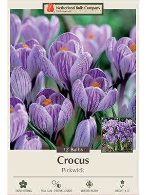 Crocus Pickwick 12PK