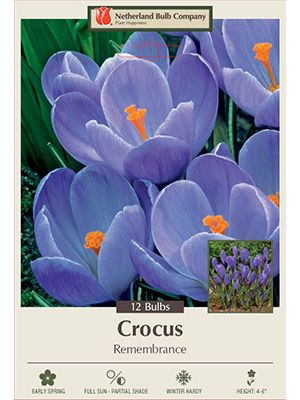Crocus Remembrance 12PK