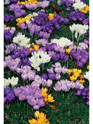 Crocus Large Flowering Mix 15PK