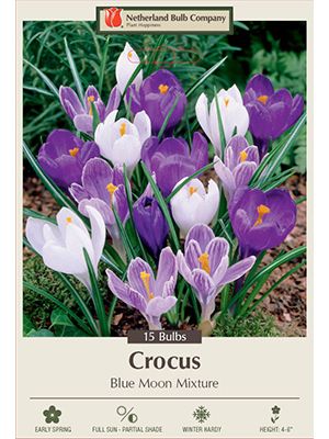 Crocus Blue Moon Mix 15PK