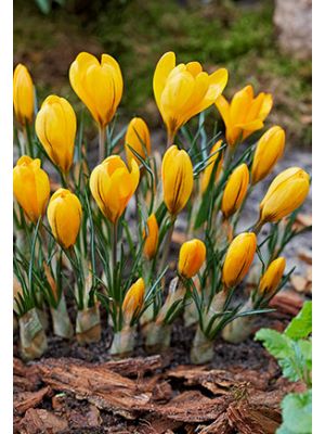 Crocus Yellow Mammoth 10PK