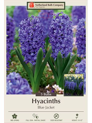 Hyacinth Blue Jacket 5PK