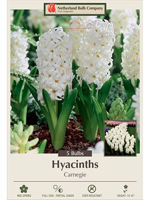 Hyacinth Carnegie 5PK