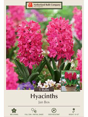 Hyacinth Jan Bos 5PK