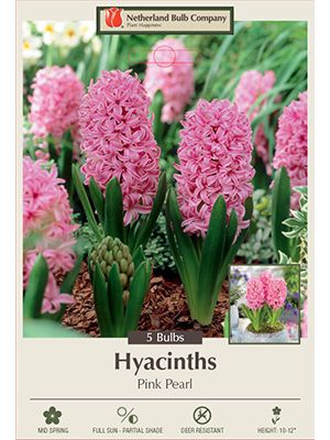 Hyacinth Pink Pearl 5PK