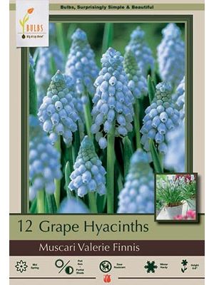 Muscari Valerie Finnis 15PK