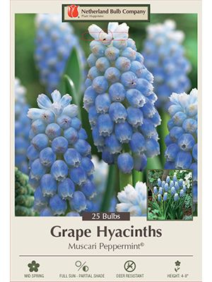 Hyacinth Peppermint 20PK