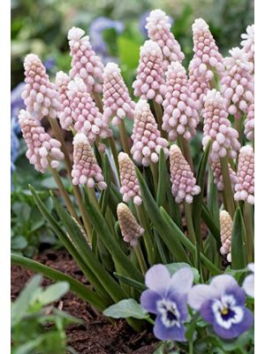 Muscari Pink Sunrise 4PK