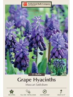 Muscari Latifolium 20PK
