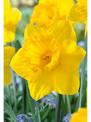 Daffodil Dutch Master 7PK