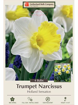 Narcissus Holland Sensation 4PK