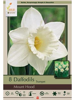 Narcissus Mount Hood 7PK