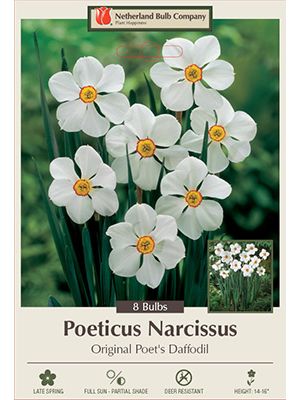 Daffodil Original Poet's 7PK