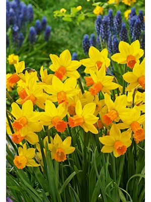 Narcissus Jetfire 7 PK