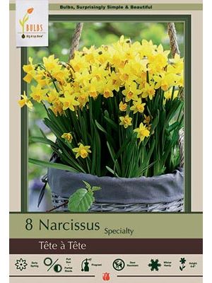 Narcissus Tete A Tete 7PK