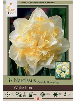 Narcissus White Lion 7PK