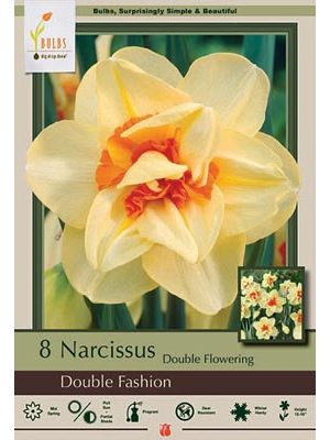 Narcissus Double Fashion 7PK