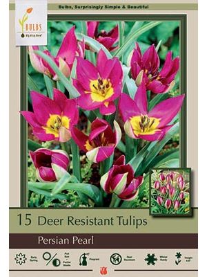 Tulip Persian Pearl 15 PK