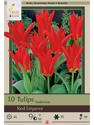 Tulip Red Emperor 7PK
