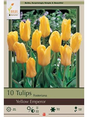 Tulip Yellow Emperor 7 PK