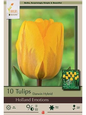 Tulip Holland Emotions 7PK