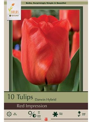 Tulip Red Impression 7PK
