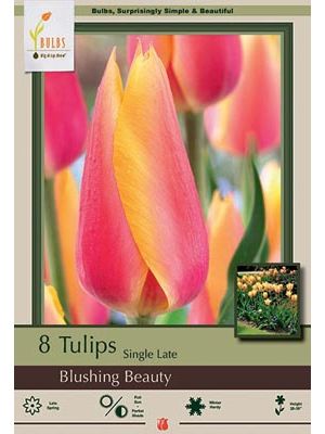Tulip Blushing Beauty 7 PK
