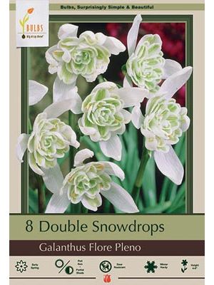 Snowdrop Flore Pleno 7PK