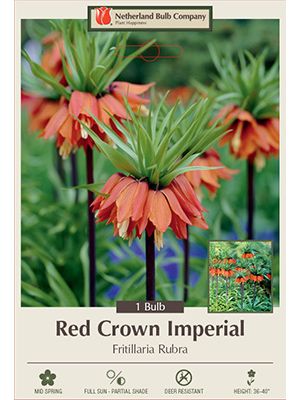 Frittlaria Rubra 1PK