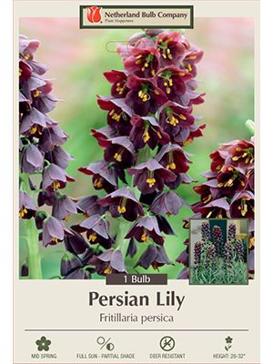 Fritllaria Persica 1PK