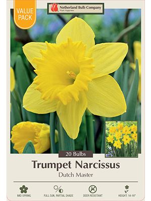 Narcissus Dutch Master 16PK