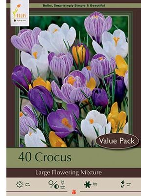 Crocus Lrg Flowering Mix 30PK