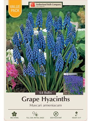 Hyacinth Grape 64PK