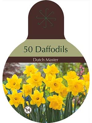 Narcissus Dutch Master 40PK