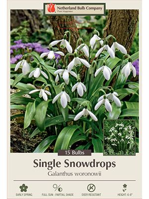 Galanthus Snowdrop 15PK