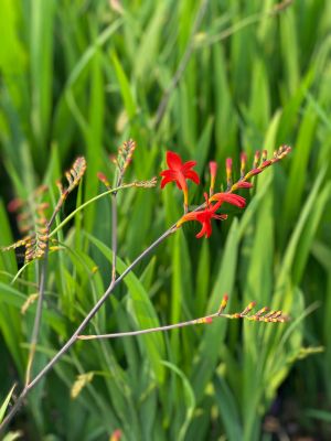 Crocosmia Lucifer 2 Gallon