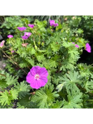 Geranium Max Frei