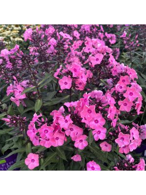 Phlox Coral Creme Drop