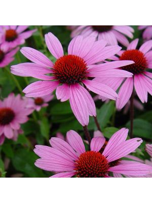 Coneflower Ruby Star
