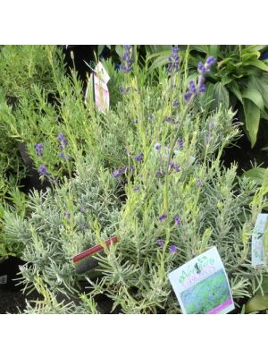 Lavender Munstead Strain