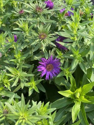 Aster Purple Dome 2 Gallon