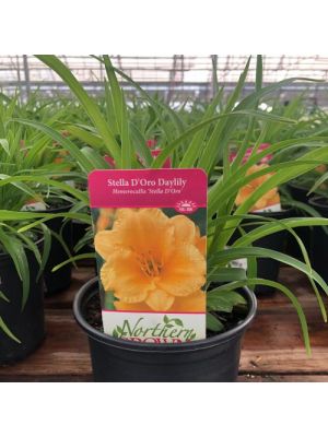 Daylily Stella de Oro 1 Gallon