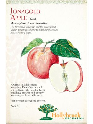 Apple Jonagold Semi-dwarf