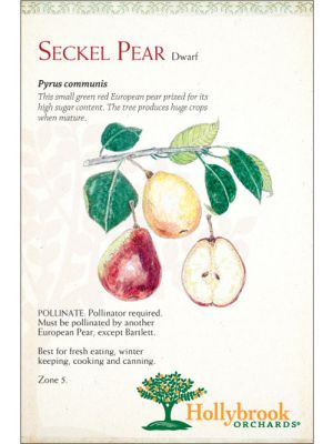 Pear Seckel European Dwarf