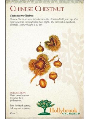 Nut Chinese Chestnut