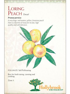 Peach Loring Dwarf