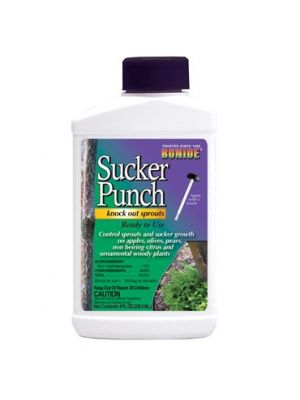 Bonide Sucker Punch - 8oz Ready to Use with Brush Top Applicator