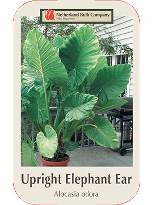 Elephant Ear Upright 1 CT