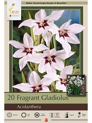 Acidanthera Murielae 20pk